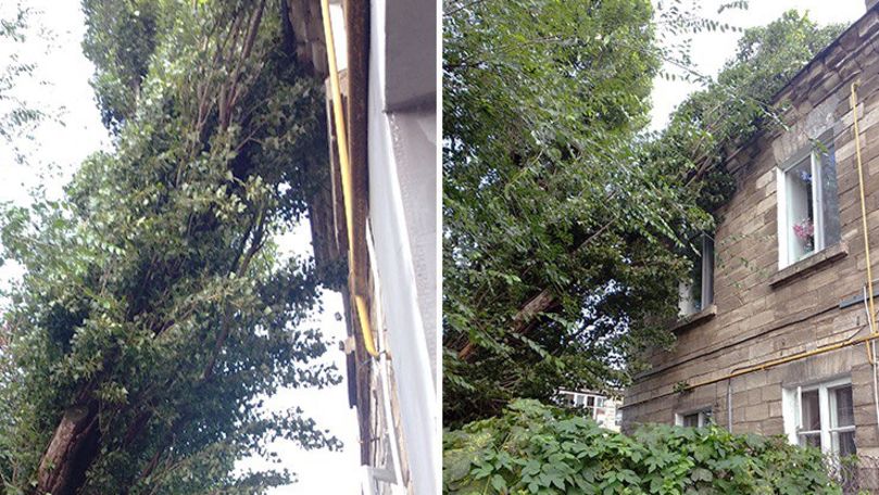 В Кишиневе дерево упало на дом и повредило крышу.