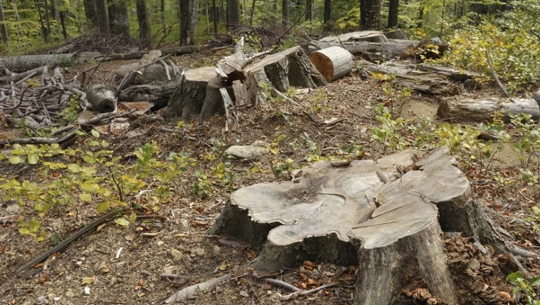 Defrișări ilegale de arbori la Edineț: Trei persoane au fost amendate