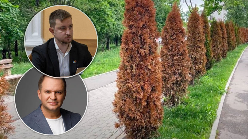 Au fost sau nu otrăviți arborii de tuia? Consilier PAS: Primarul minte