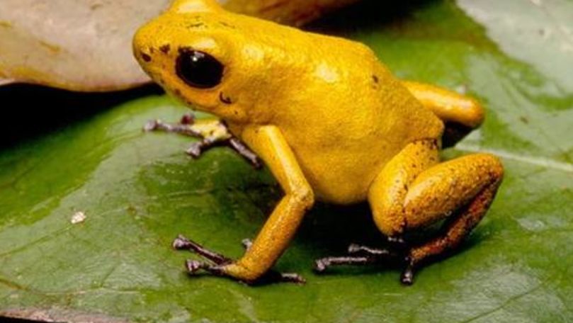 Ecologiștii încearcă să salveze cea mai mică broască din lume