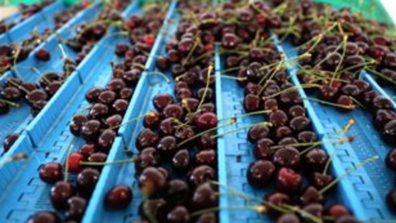 В Молдове появилась первая калибровочная линия для черешни 