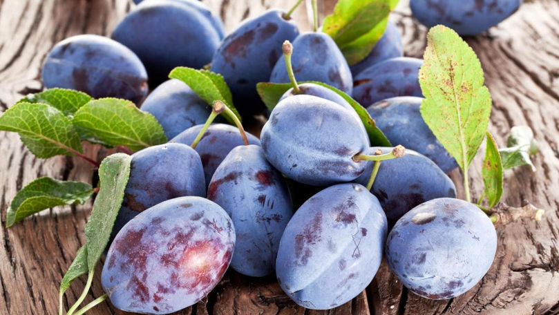 Uniunea Europeană, piața principală de export al prunelor din Moldova
