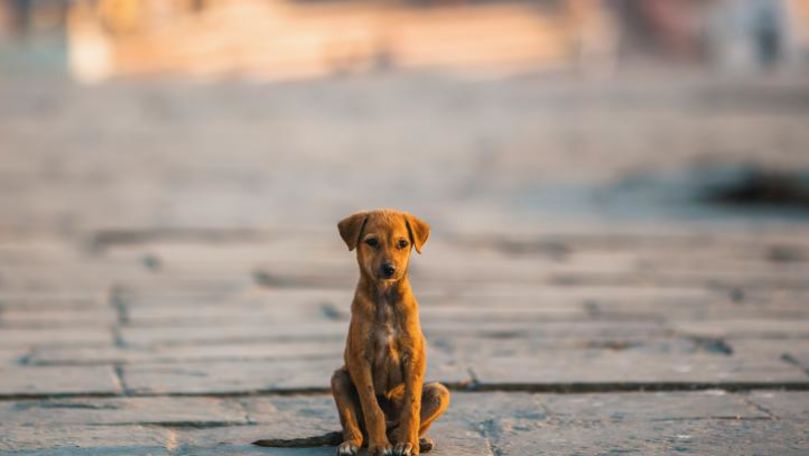 Spaniolii își abandonează câinii după relaxarea restricțiilor