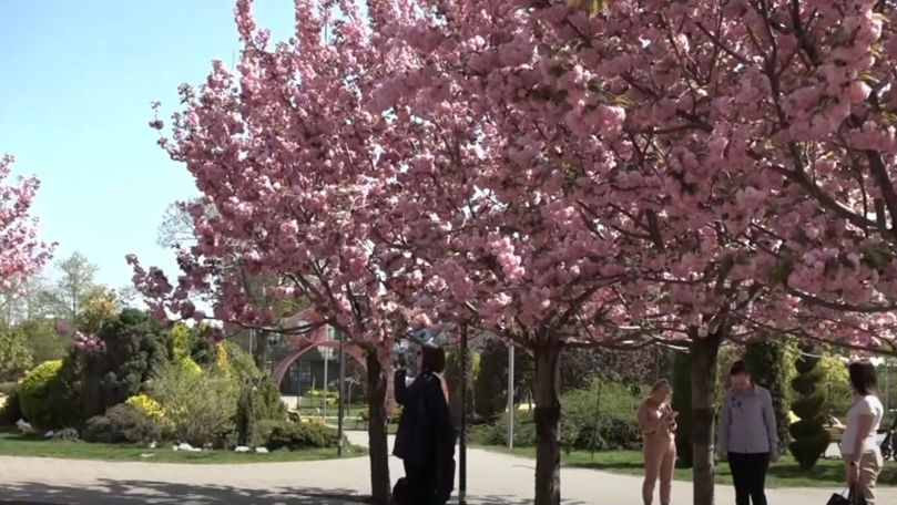 La Comrat a înflorit sakura. Cireșii japonezi atrag sute de vizitatori