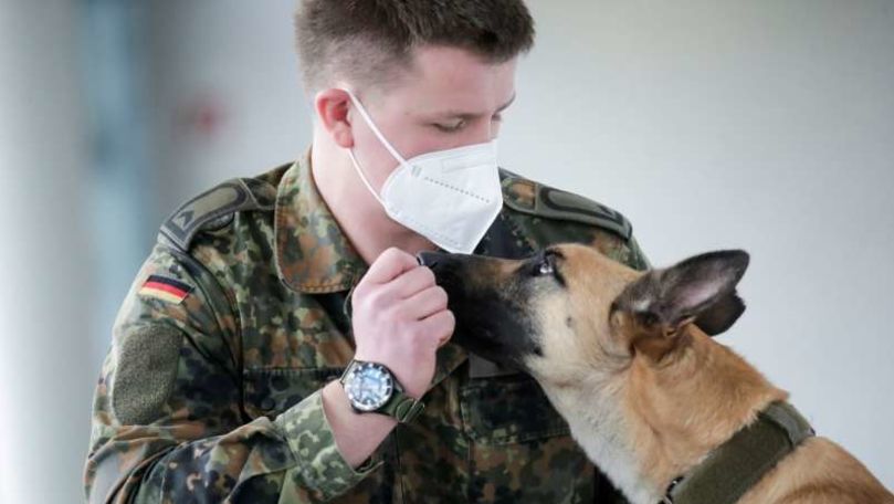 Germania: Câini dresaţi să detecteze COVID cu o precizie de 94 la sută
