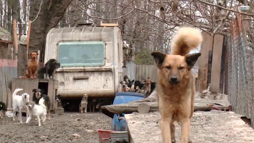 В столичном приюте для бездомных собак нет воды и электричества.