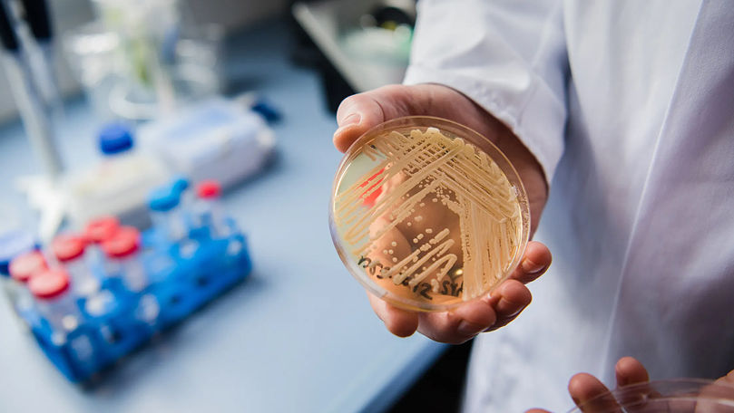 Смертельная грибковая инфекция, устойчивая к лекарствам, распространяется по больницам Европы.