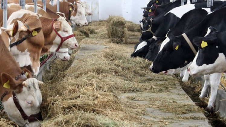 Granturi de 8,7 milioane de dolari în sectorul zootehnic