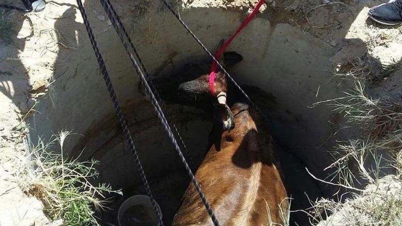 Alertă 112: Vacă din Căușeni, scoasă de salvatori din fântână