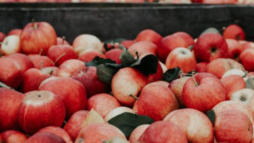 În premieră, merele moldovenești vor fi exportate în India