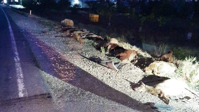 Un microbuz a spulberat o turmă la Ialoveni: 19 oi au murit pe loc