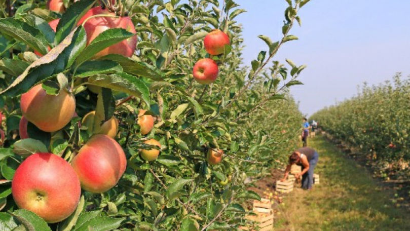 Recolta de mere în Moldova a scăzut cu 0,12 tone la hectar