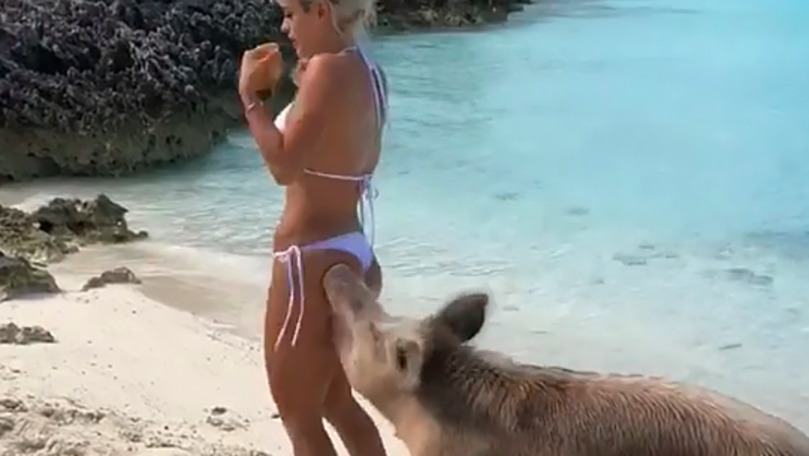 Tânără care se plimba pe o plajă din Bahamas, mușcată de un porc