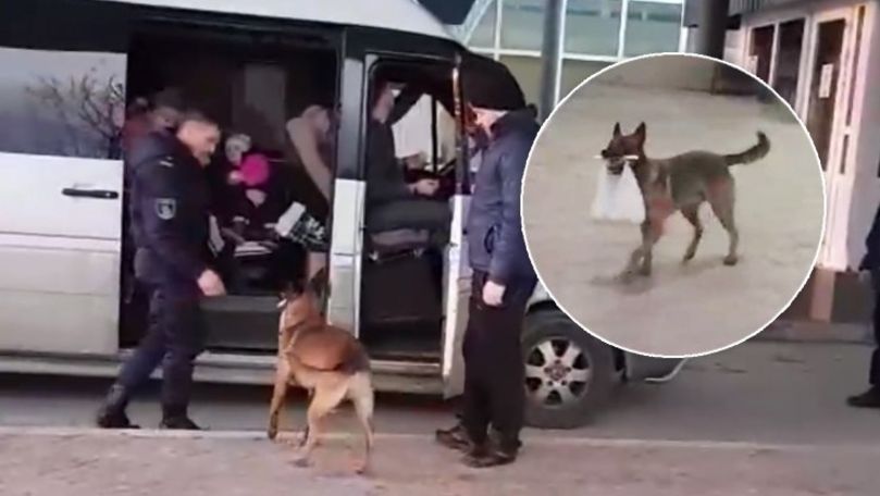 Un câine, filmat cum oferă pungi cu mere la graniţa R. Moldova