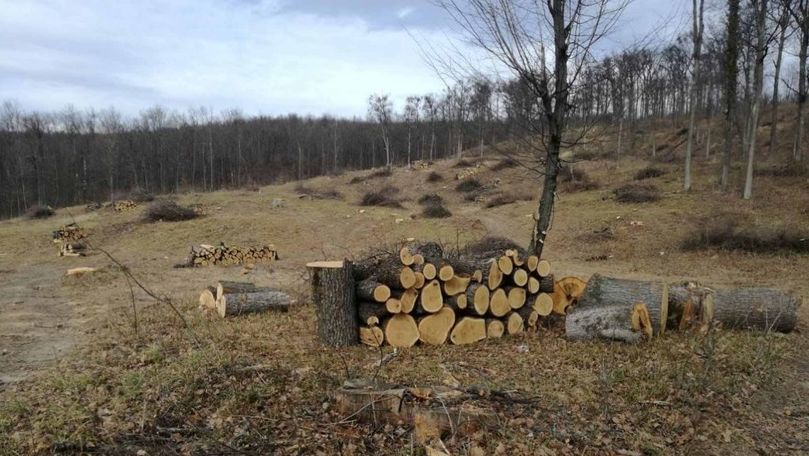PAS se apucă să investigheze cum Moldsilva defrișează ilegal pădurile
