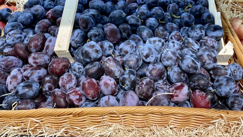 Prunele din Moldova, pe piața europeană: Care este prețul unui kg