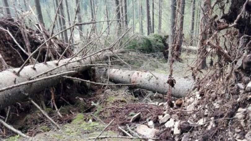 Un Porsche dispărut în urmă cu 27 de ani, găsită într-o pădure