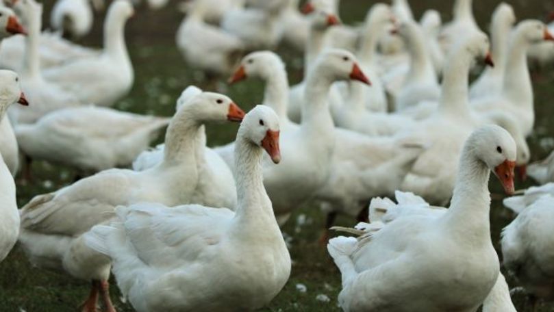 В Европе и Азии зафиксировали вспышку птичьего гриппа.