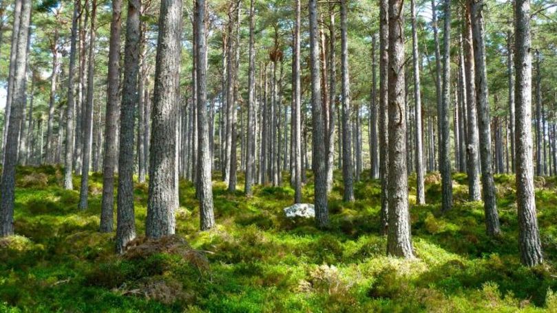 O pădure din România a dispărut misterios peste noapte