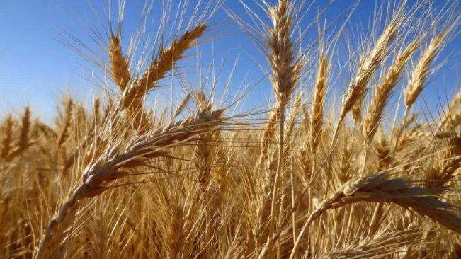 Cel mai mare producător de alcool rămâne fără cereale de import