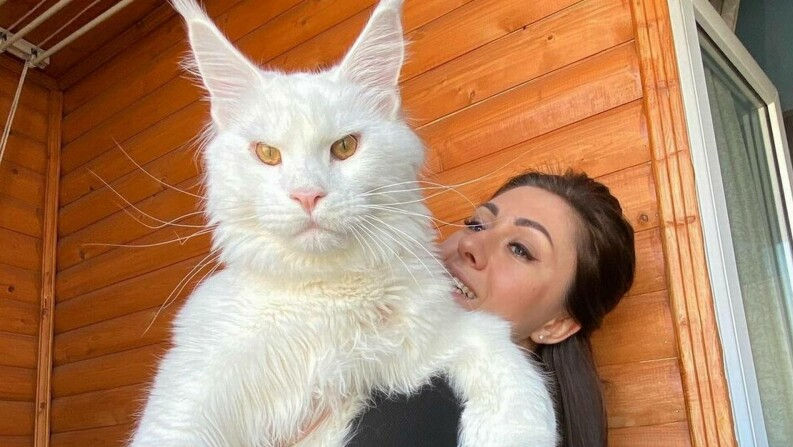 Cum arată cea mai mare pisică din lume: Este gigantă