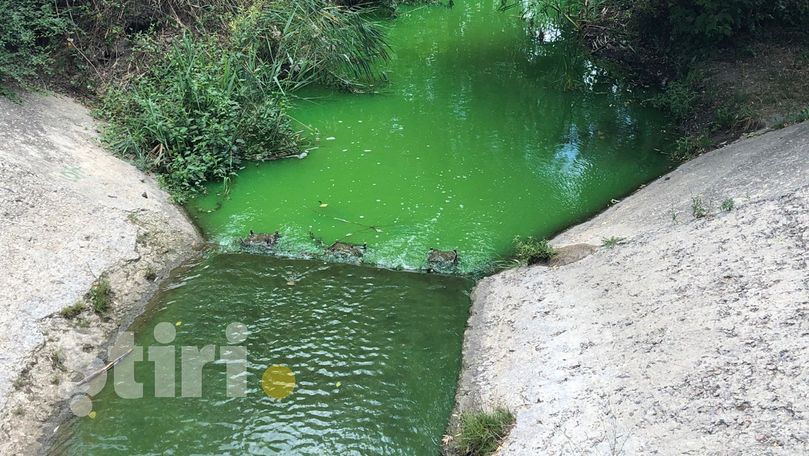 Apă verde, filmată cum curge în parcul Râșcani. Reacția Termoelectrica