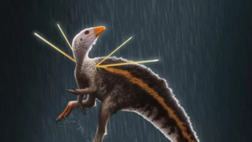 Oamenii de știință au descoperit cel mai ciudat dinozaur de pe Pământ
