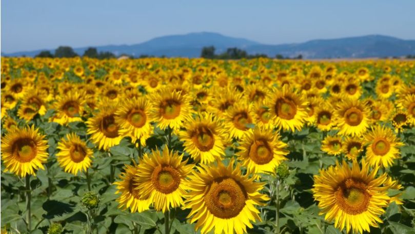 Condițiile meteo din acest an ar putea afecta sectorul agricol