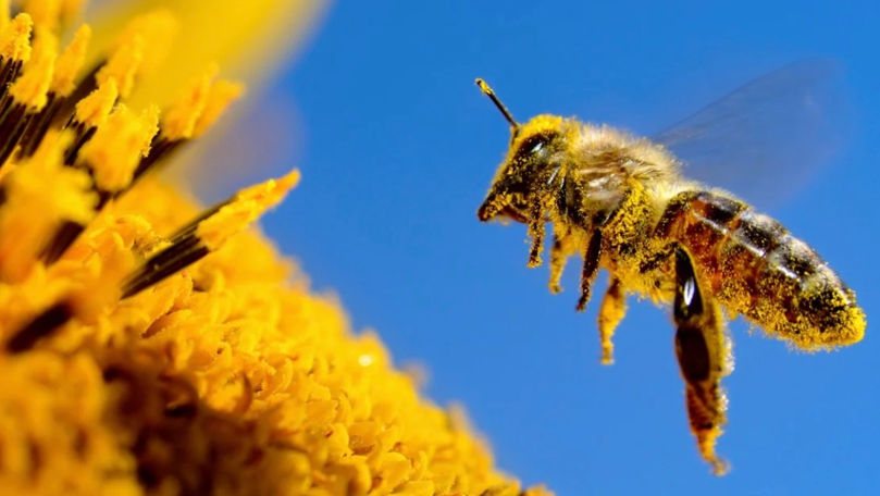 Китайские ученые изобрели пчел-киборгов: подходят для разведки и поиска пропавших.