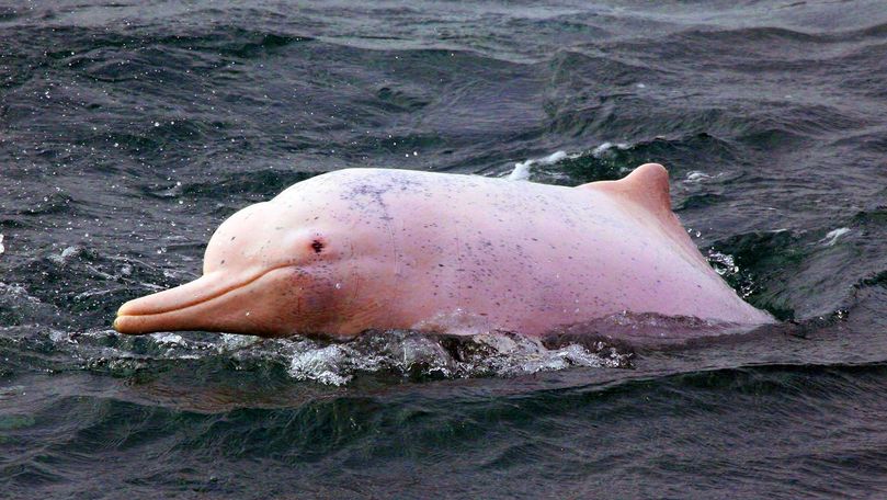 Întâlnire rară: Pescarii au surprins delfini roz în Golful Thailandei