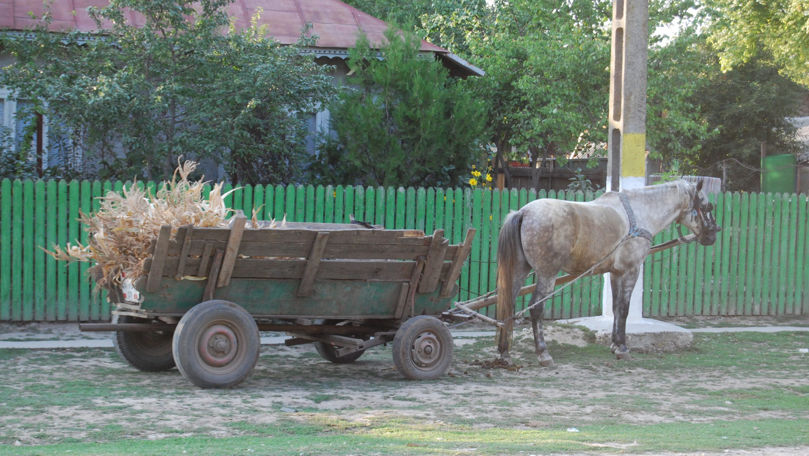 Un cal cu tot cu căruță, furat din curtea unui gospodar din Florești