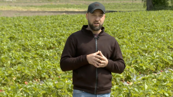 Căpșune crescute cu grijă la Copanca. Povestea unui tânăr agricultor