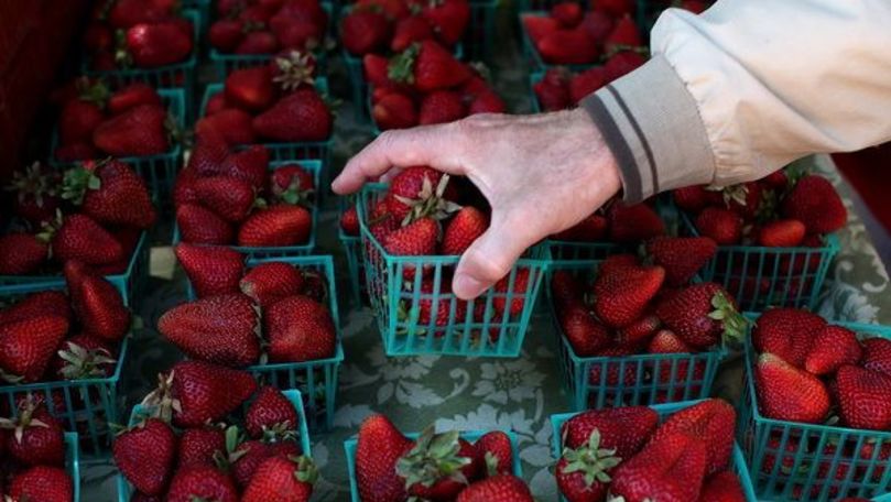 Rusia a interzis importul a 18 tone de căpșune din R. Moldova