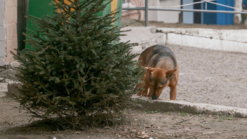 Власти Кишинёва готовят более строгие правила для владельцев животных.