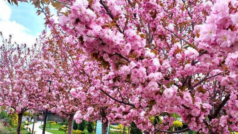 În Grădina Botanică din Capitală au înflorit pomii de sakura