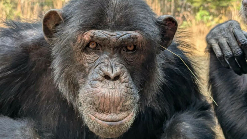 Cimpanzeii, cu simțul modei: Animalele poartă iarbă în urechi
