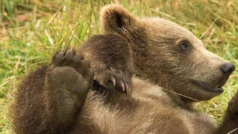 Doi pui de urs, a căror mamă a fost ucisă de tren, salvați de polițiști