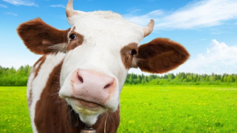 Vaca ar putea deveni cel mai mare mamifer terestru