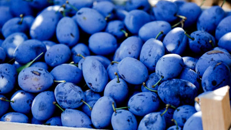 Primele prune moldovenești din recolta 2022 au fost livrate la export