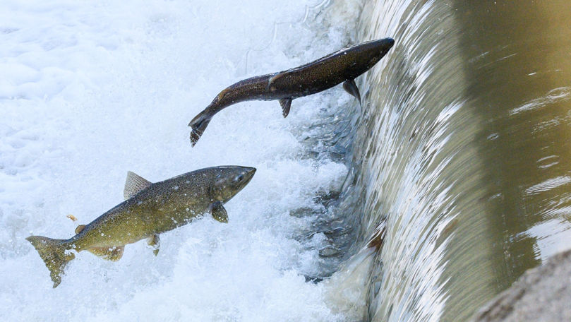 Исследование: Кокаин ускорил миграцию атлантического лосося.