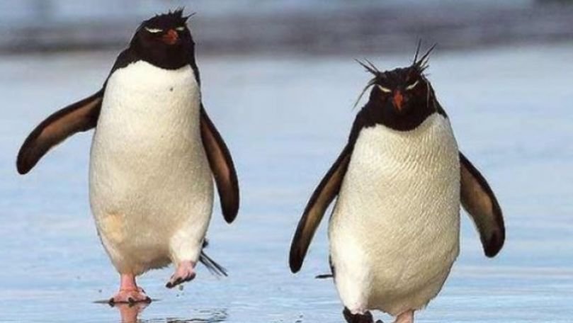 Parada pinguinilor, filmată la o grădină zoologică din Japonia