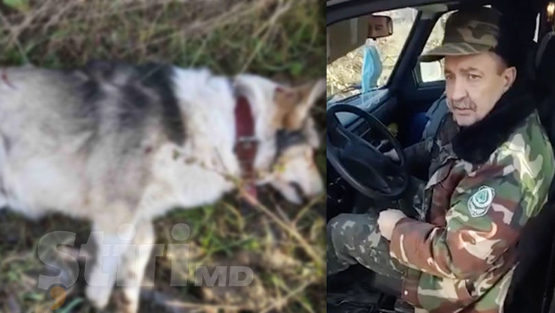 Scandal după ce un şef de ocol silvic a împuşcat un câine cu zgardă