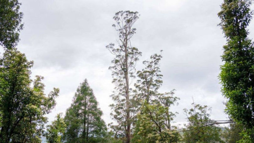 Центурион растет в заповеднике Тасмании Tahune Forest Reserve.