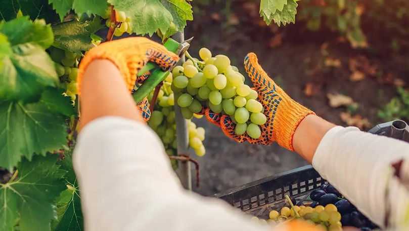 Moldovenii au început recoltarea primilor struguri din această toamnă