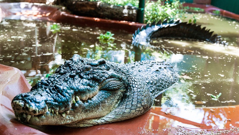 Cel mai mare crocodil aflat în captivitate a murit. Avea peste 110 ani