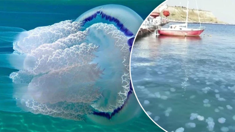 Море в Одессе оккупировали медузы.