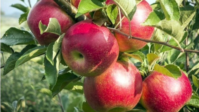 Recoltă de mere de o calitate mai proastă faţă de anul 2018 în Găgăuzia