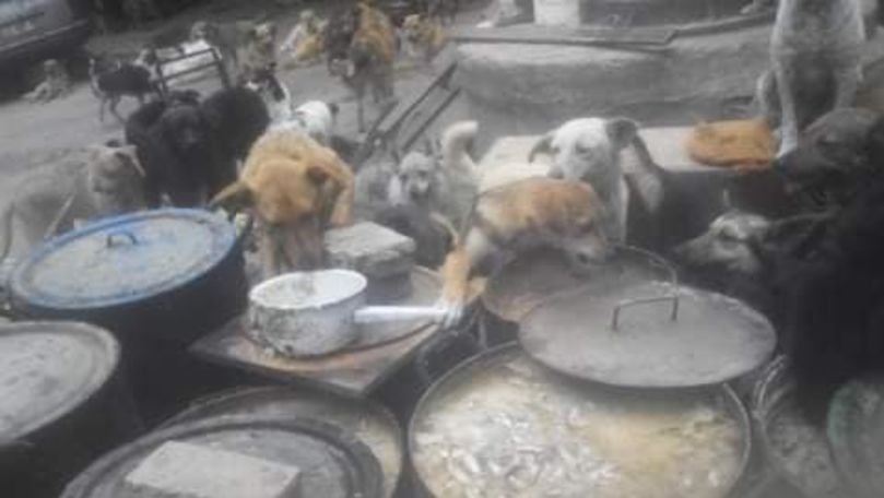 Internauții au donat bani unui azil de câini ca să nu rămână flămânzi