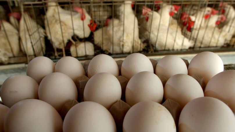 Молдова получила право экспорта в ЕС курятины и яиц.