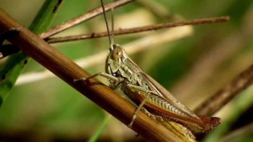 Invazie de lăcuste în judeţul Harghita, România